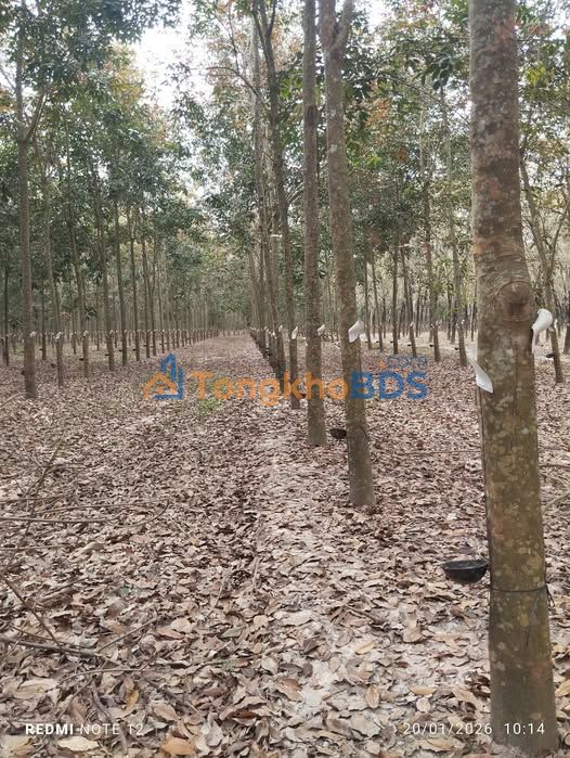 Đất Vườn 25.000m² Tây Ninh - Giá Đầu Tư 3.25 Tỷ