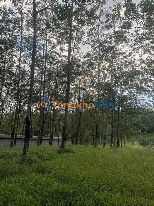 Farm Cam Tuyen Cam Lo 6ha - So do chinh chu view dep