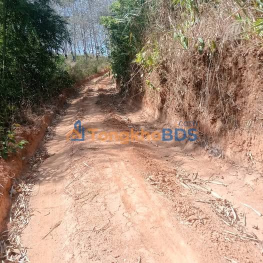 Bán đất farm 25.000m² Đắk La, Kon Tum - Sẵn Sàng Trồng Cao Su