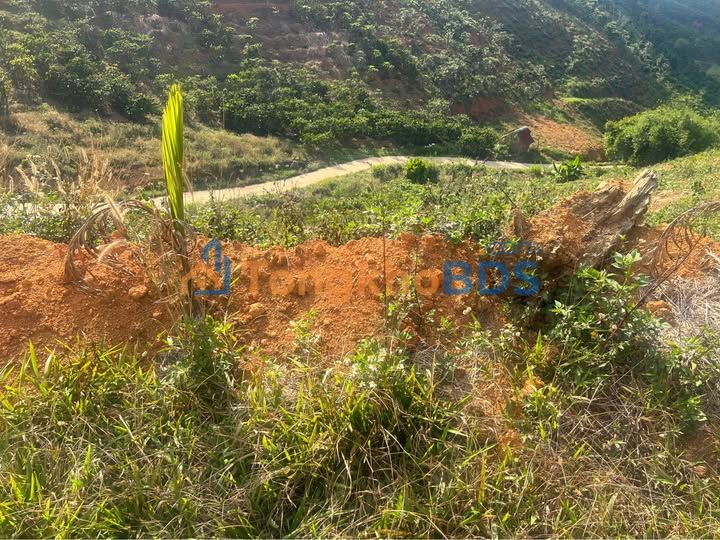 Bán Gấp 1ha Đất Nông Nghiệp Đam Rông - Sẵn Sàng Đầu Tư Sinh Lời