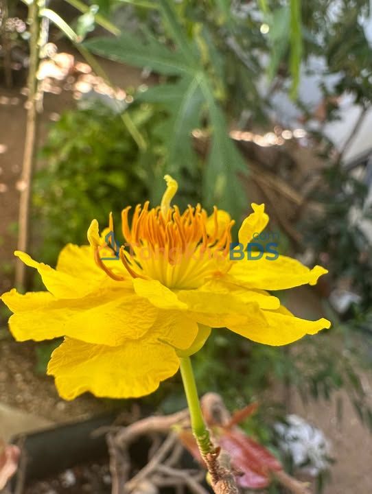 Đất Khu K1 Phước Thái 49m² thỏa thuận - Sổ đỏ chính chủ