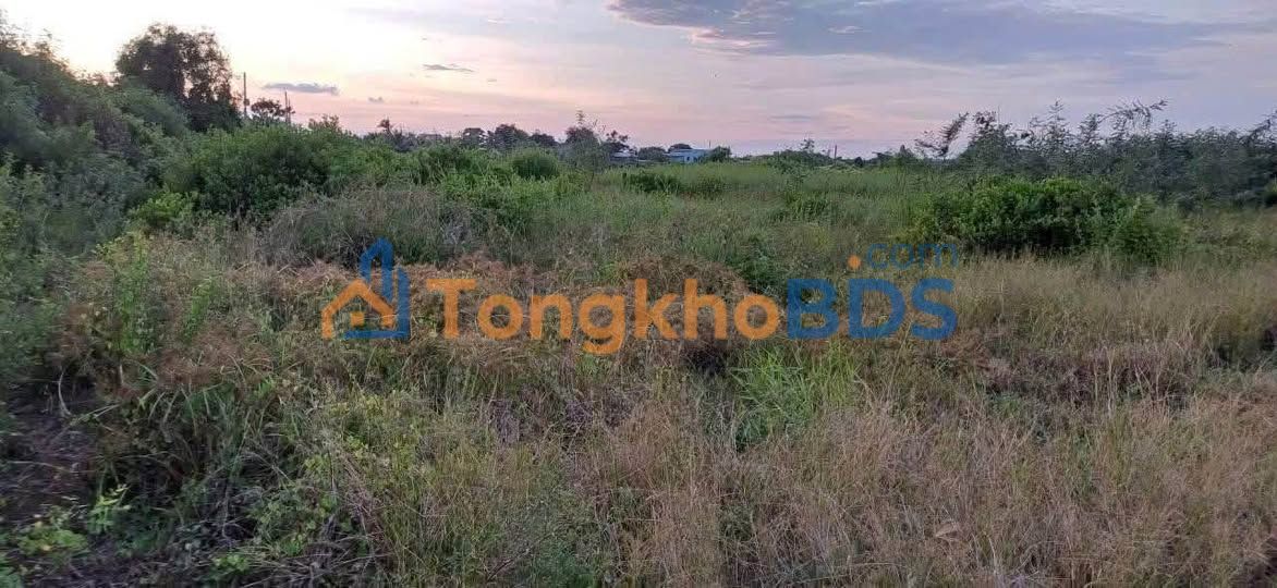 Bán Gấp Đất Lúa 1000m² Sổ Sẵn An Lục Long, Châu Thành - Giá 379 Triệu