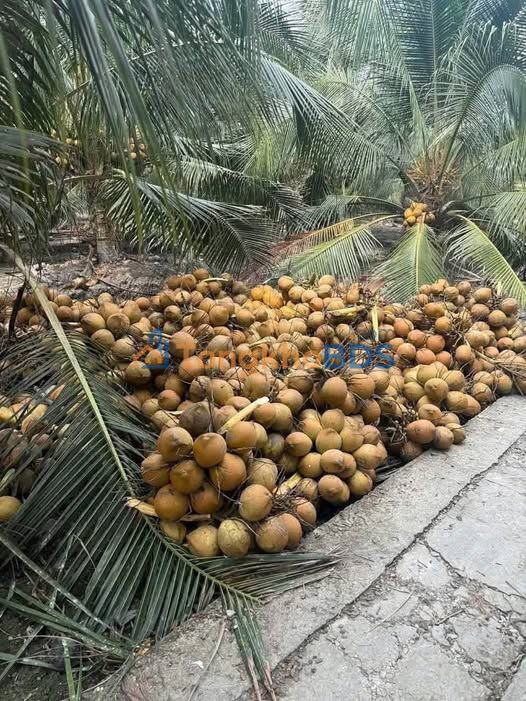 Bán Gấp Vườn Dừa Mã Lai Song Bình, Tiền Giang - 3200m² Giá Tốt