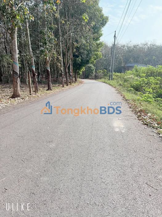 Đất Nền Nhựa An Bình, Tân Uyên - 1000m² Sổ Riêng, Giá 1.2 Tỷ