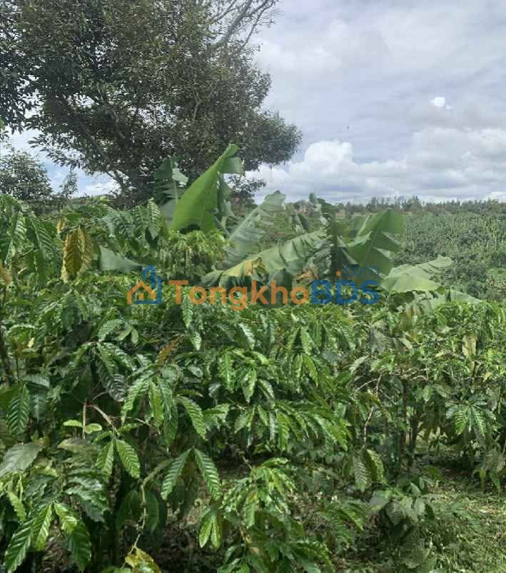 Bán Đất Vườn 3300m² Lâm Đồng - Trồng Cà Phê, Cây Ăn Trái, Mặt Tiền Liên Xã