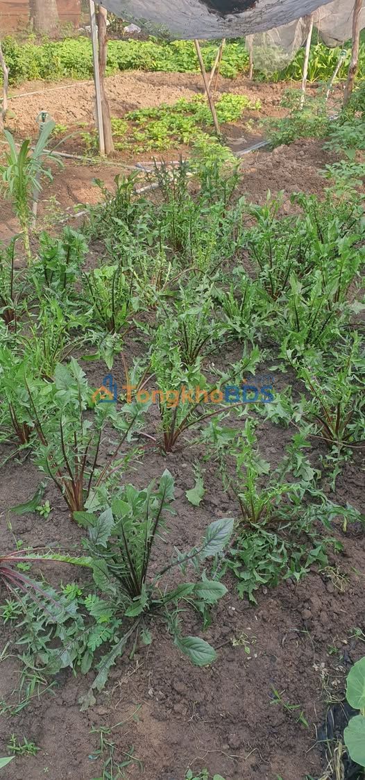 Nhà Sổ Hồng 80m² P.7 Tân Bình - 4PN, 4.35 Tỷ - Sẵn Sàng Vào Ở Ngay!