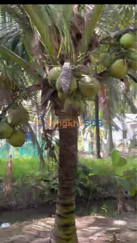 Bán 11 Công Vườn Dừa Vĩnh Long - 3.85 Tỷ - Kinh Doanh Thu Lợi Nhuận Cao