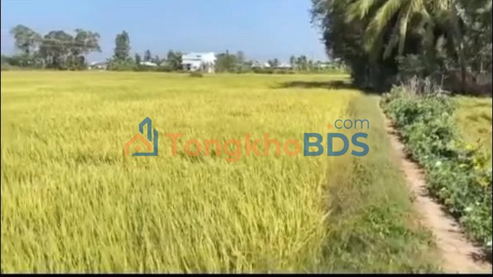 Bán đất lúa 2591.5m² Sổ đỏ tại Long Bình, Gò Công Tây - Giá 550 triệu