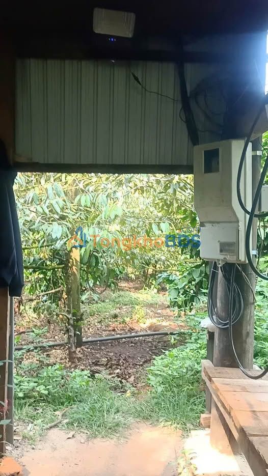 Farm cafe sầu riêng 2ha Ia Khưol, Chư Păh, Gia Lai - Thu hoạch bội thu, giá 5.5 tỷ