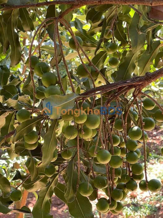 Bán Rẫy Mắc Ca 27.600m² Tại Chư Sê - Tiềm Năng Sinh Lời Vượt Trội