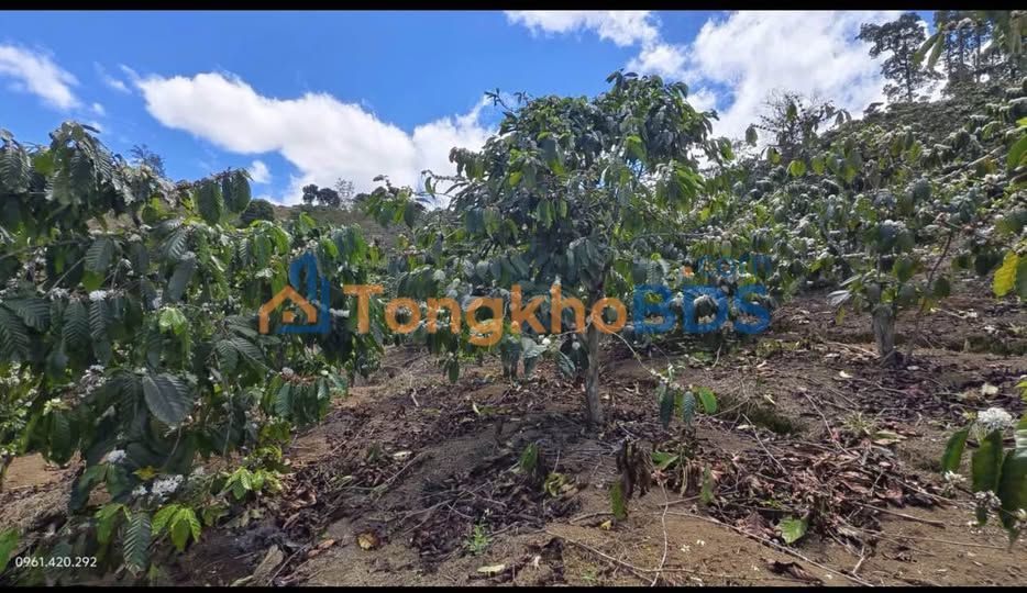 Bán Gấp Vườn Đam Rông 9 Sào - Đất Đỏ Bazan, Sẵn Sàng Khai Thác