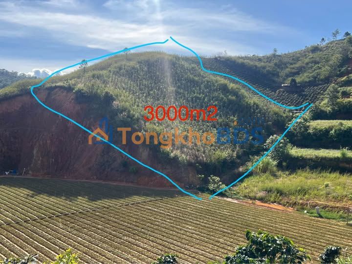 Bán Đất Vườn 3000m² Sổ Đỏ - Lạc Dương, Lâm Đồng - Gần Trung Tâm