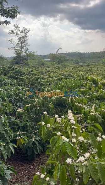 Bán Gấp Farm Cà Phê Tân Hà 5500m² Sổ Đỏ Chính Chủ - Giá Tốt 2.2 Tỷ