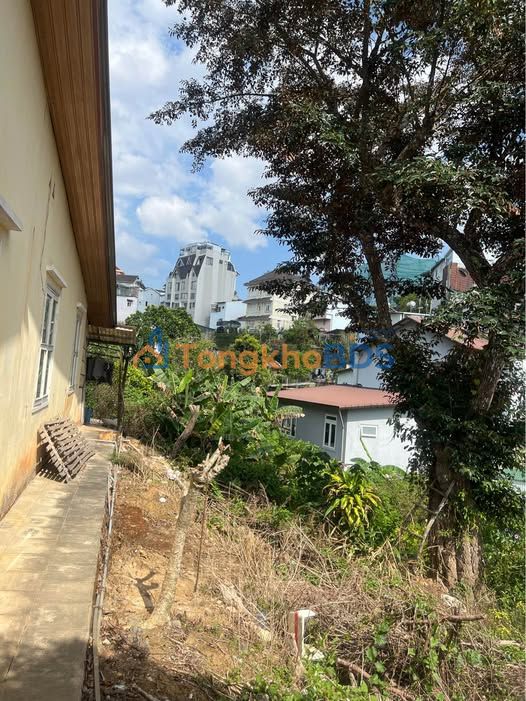 Bán Đất Vàng 800m² Trần Phú, Đà Lạt - Sổ Riêng Xây Dựng