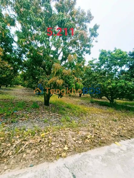 Bán Gấp Vườn Xoài 3600m² Cam Hiệp Bắc - Mặt Đường Nhựa, Giá Tốt