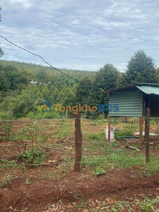 Bán Gấp Đất Vườn 1800m² Tại Lộc An, Bình Phước - Sầu Riêng Trĩu Quả