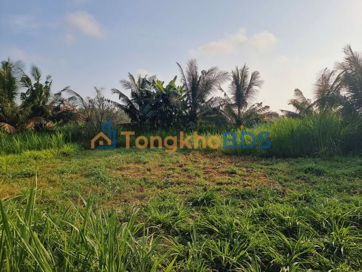 Bán Đất Nền Đường Xe Tải 130m² Gần Chợ Hòa Thuận, Trà Vinh - Sổ Hồng Sẵn Sàng