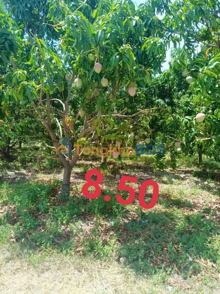 Đất vườn Cam Hiệp Bắc Cam Lâm 3.500m² 2.236 tỷ - Sinh thái xanh