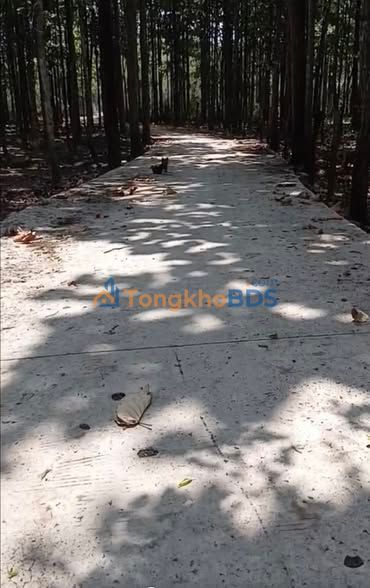 Bán Trang Trại 3.5ha Lộc Ninh, Bình Phước - Sẵn Vận Hành, Giá 4.8 Tỷ