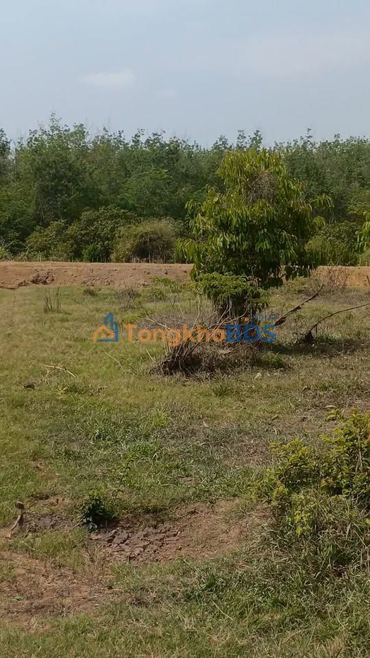 Bán Gấp 5000m² Đất Rẫy Giá 14 Tỷ Tại Tân Tiến, Đồng Phú - Sổ Đỏ Trao Tay