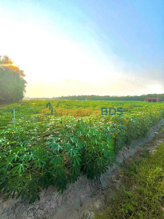 Đất Vườn 7000m² Tỉnh Tây Ninh - Giá Đầu Tư 4.9 Tỷ