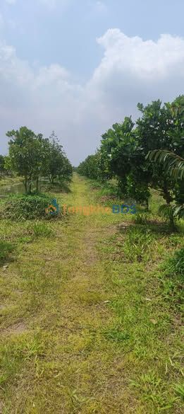 Bán Đất Vườn 16.534m² Tiền Giang - Trồng Sầu Riêng, Mít Sẵn Sàng Thu Trái