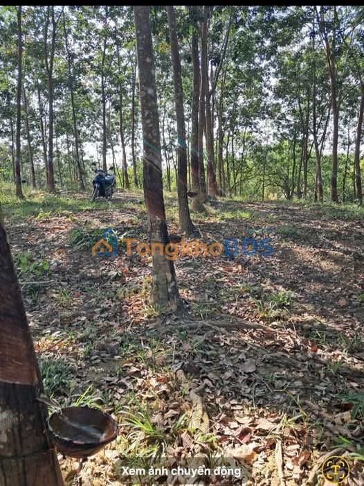 Bán Gấp Đất Vườn Cao Su 26400m² Tại Bình Phước - Giá Tốt 1.3 Tỷ