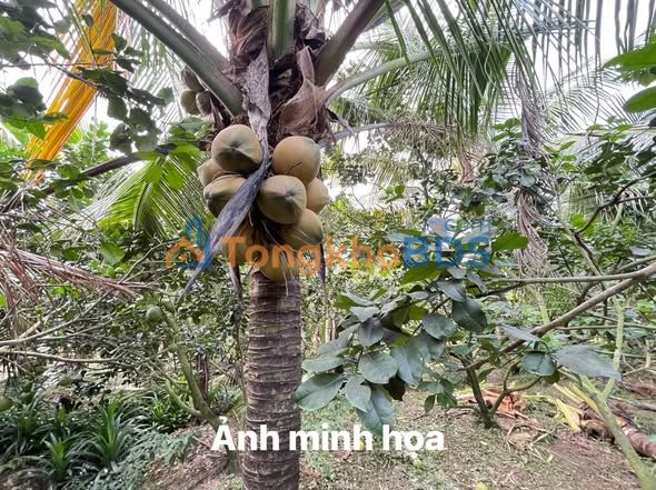 Đất Vườn Tiền Giang 816m² Mặt Tiền Bình Lợi 1 - Giá Rẻ Như Cho