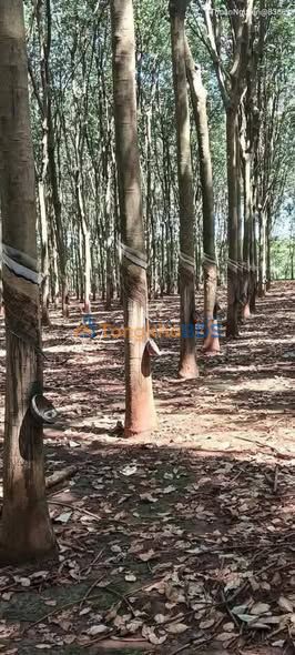 Bán Gấp Đất Vườn Cao Su 30.000m² Mặt Tiền 100m Tại Bình Long, Bình Phước - Giá Tốt