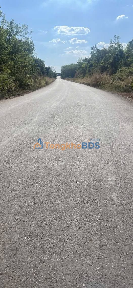 Bán Gấp Rẫy Cao Su 1.7ha Mặt Tiền Đường Nhựa Lớn - Đồng Phú, Bình Phước