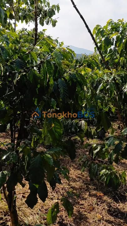 Đất Vườn 10800m² Bảo Lâm, Lâm Đồng - Giá 1.5 Tỷ - View Đẹp