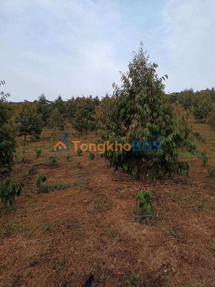 Bán Đất Vườn 32400m² Lộc Ngãi, Bảo Lâm - Giá 3.2 Tỷ, Sẵn Sổ Hồng