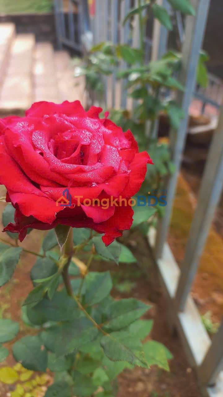 Đất Nền Bảo Lâm, Lâm Đồng - 210m² Giá F0 1.1 Tỷ, Sẵn Thổ Cư