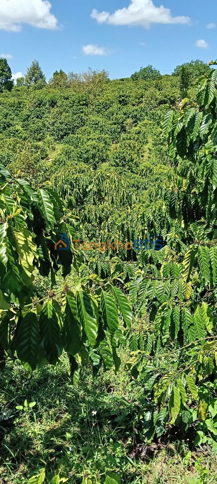 Đất Vườn Đà Lạt 8000m² Mặt Đường - Tiềm Năng Kinh Doanh & Nghỉ Dưỡng