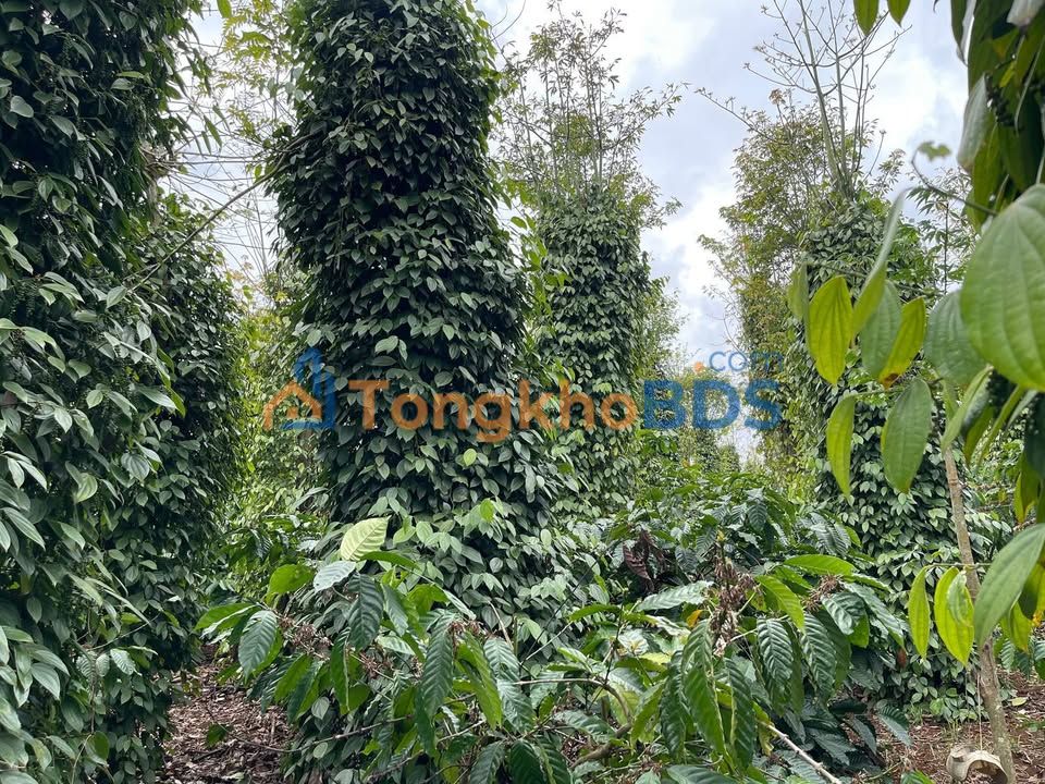 Bán Gấp Rẫy Cà Phê 19900m² Đức Trọng - Thu Nhập Khủng, Giá 3.099 Tỷ