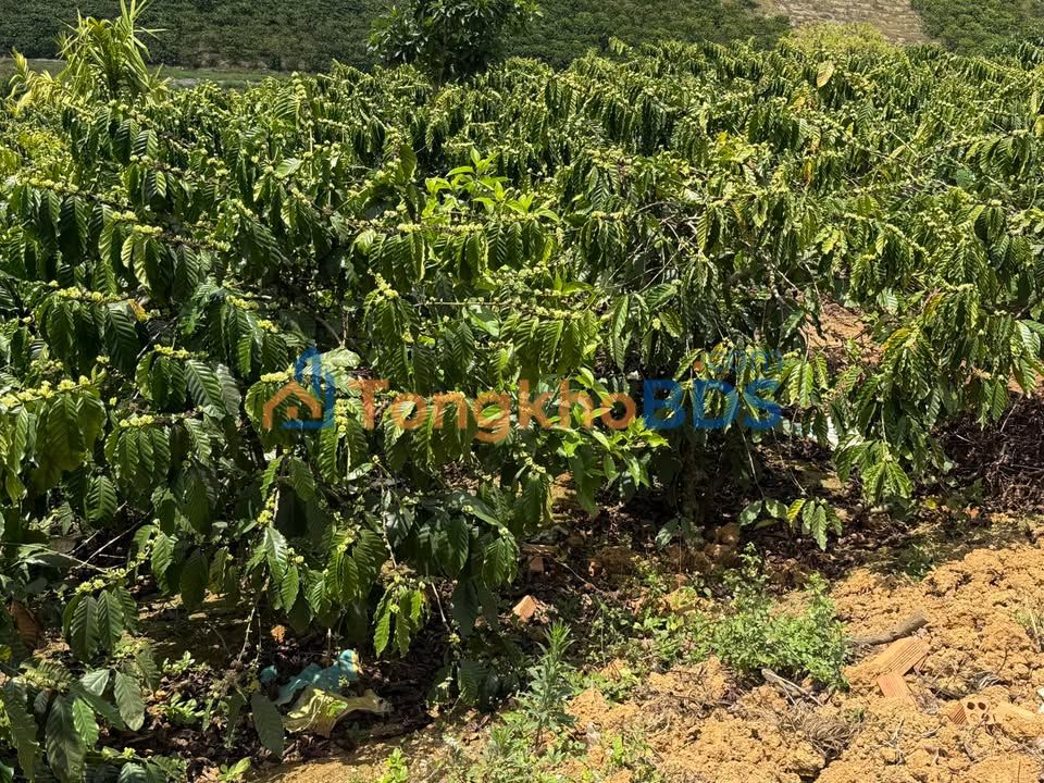 Đất nền Thôn 8 Tân Thanh 1.25ha giá 310 triệu/sào - Sổ hồng chính chủ, xây tự do