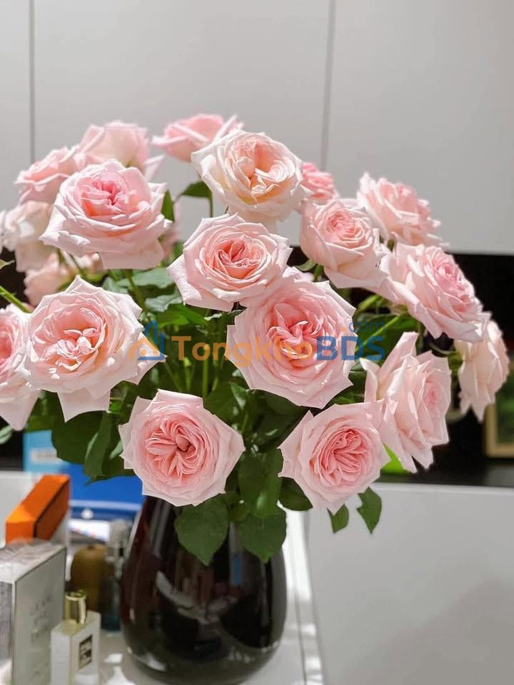 Đất nền 100m² Phường Sở Dầu, Hồng Bàng - Giá 4 tỷ, Đối diện TTTM Aeon Mall