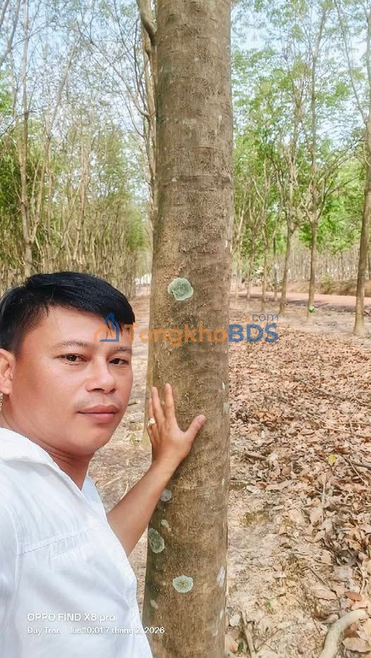 Bán Gấp Vườn Cao Su Tiến Hưng 1.9ha - Ngay Đường Ô Tô