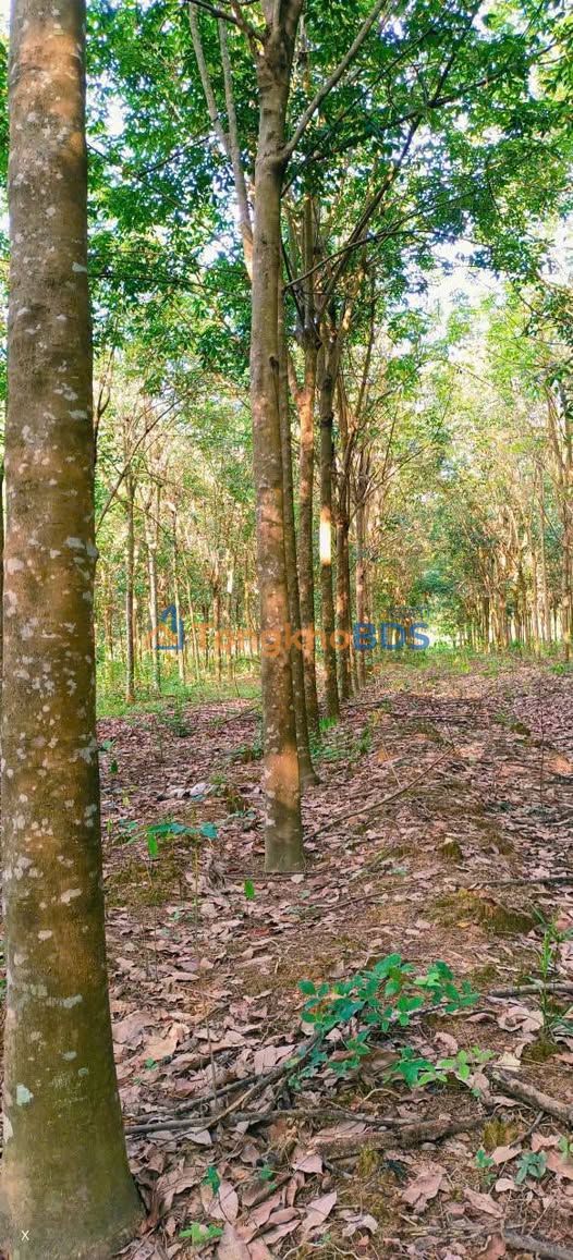 Bán Gấp 15.4 Ha Rẫy Cao Su 6 Năm Tuổi, Mặt Tiền Đường Bê Tông - Đồng Phú, Bình Phước