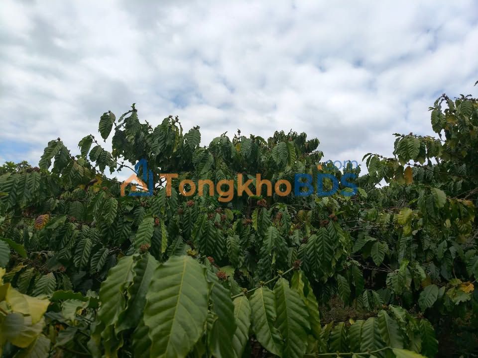 Bán Đất Vườn 5000m² Lộc Bắc, Bảo Lâm - Sổ Hồng, Đường Ô Tô