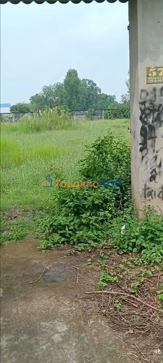 Đất Vườn Củ Chi 5074m² - 2 Mặt Tiền Đường Nhựa, Sổ Hồng Riêng