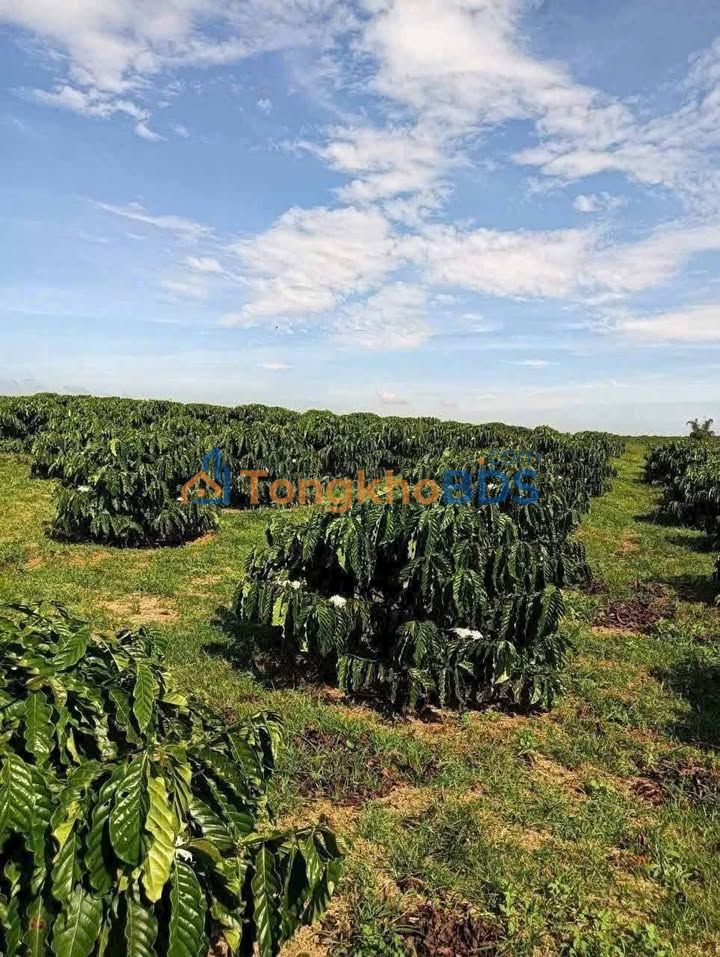 Bán Đất Vườn 8500m² Lộc Ngãi, Bảo Lâm - Sổ Hồng, Ô tô Tới Nơi