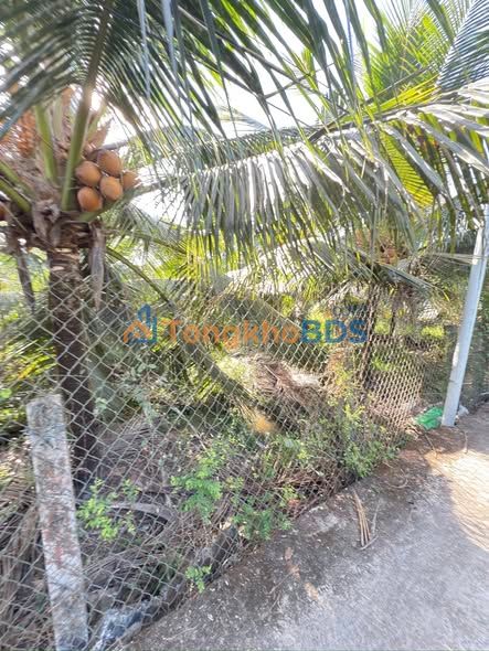 Đất Vườn Dừa 999m² Song Bình, Chợ Gạo - Sổ Hồng Riêng, Giá Đầu Tư 950 Triệu/Công