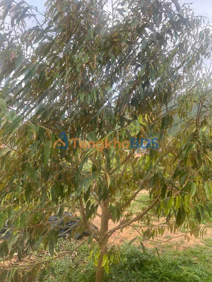 Đất Nền 200m² Đạ K' Nàng, Đam Rông - Sổ Đỏ Sẵn, Giá Tốt 3.3 Tỷ