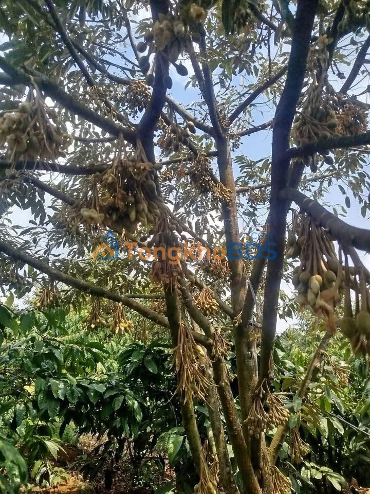 Cho thuê đất 120m² đường nhựa, Đắk R'Lấp - 450 triệu/3 năm