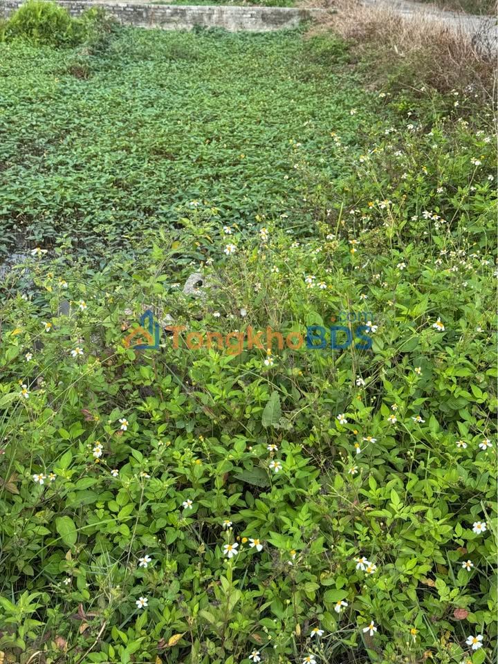 Đất nền DH460 Thanh Tân 100m² - Sổ đỏ chính chủ