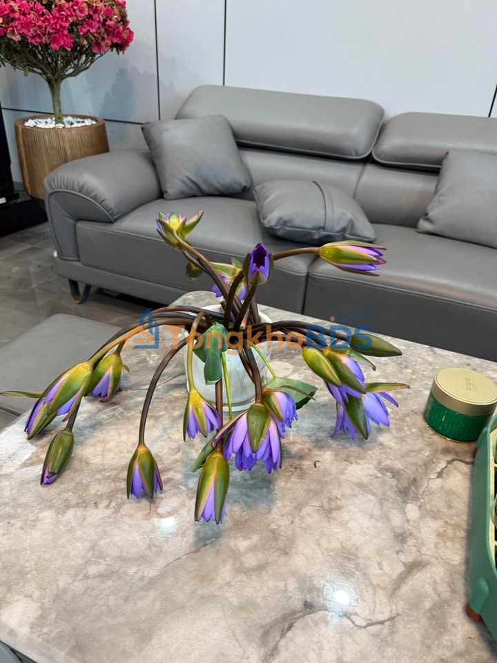 Bán Lỗ Đất Vàng 240m² Đường Nguyễn Biểu, TX Kỳ Anh - Sẵn Sổ, Giá Tốt