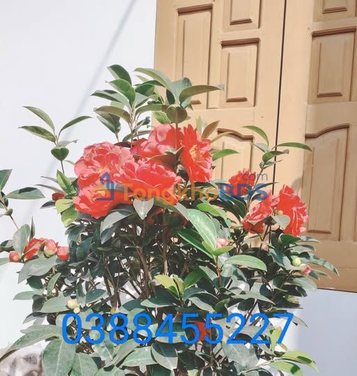 Đất nền Thảo Nguyên Mộc Châu 285m² 1.6 tỷ - Sổ đỏ chính chủ