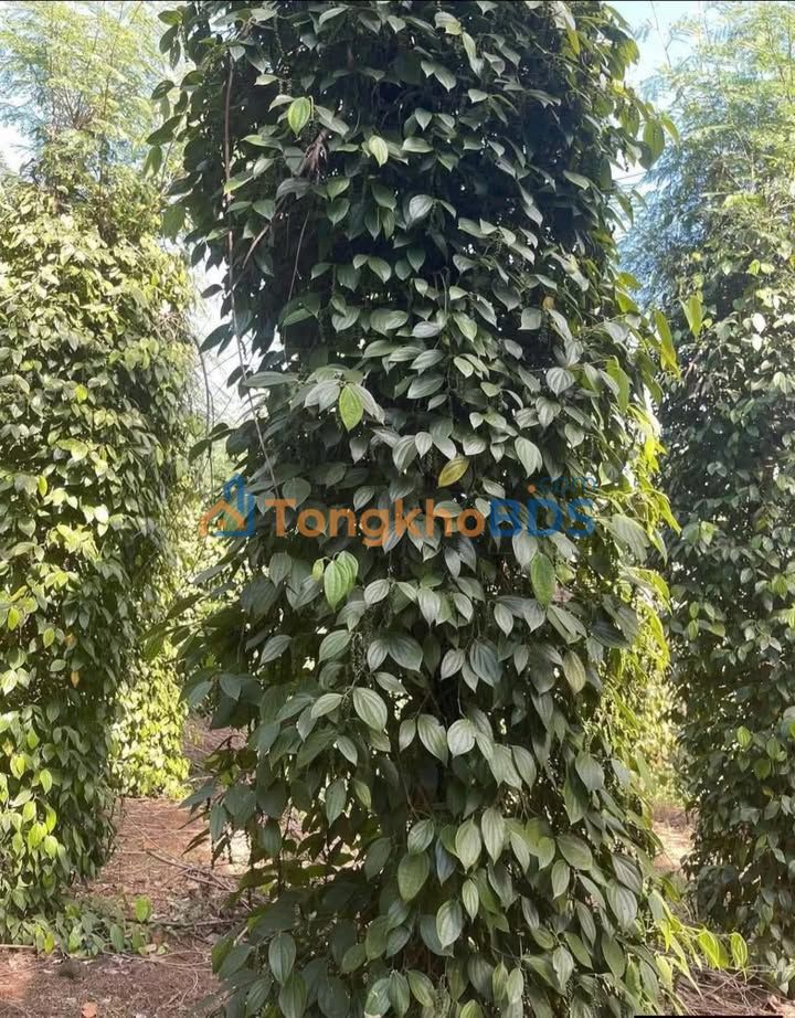 Đất 1440m² Đắk Lắk - Giá 600 Triệu - Sổ đỏ đang chờ