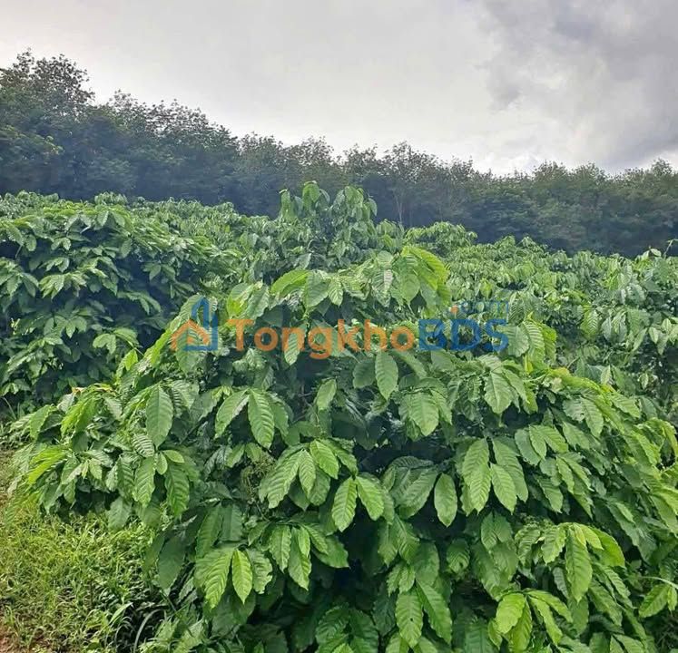 Đất Nông Nghiệp 12.7ha Gia Lai - 3.200 Cây Cà Phê Kinh Doanh